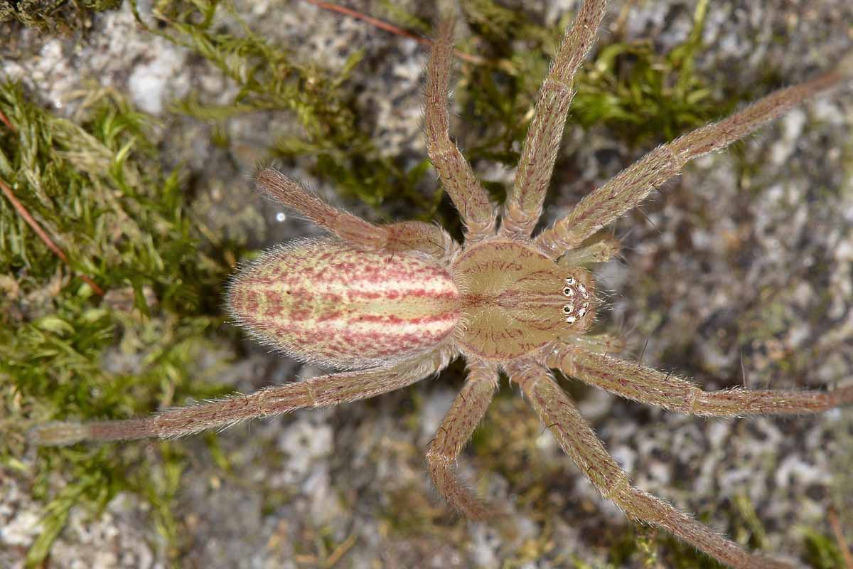 Giovane Micrommata virescens - Avigliana (TO)